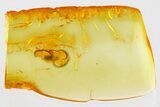 Fossil Fungus Beetle (Latridius alexeevi) in Baltic Amber #335649-1